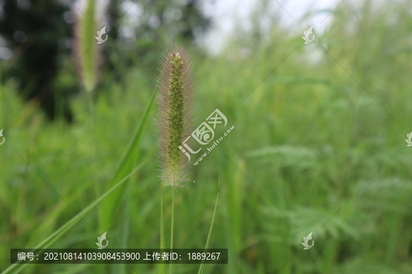 狗尾草
