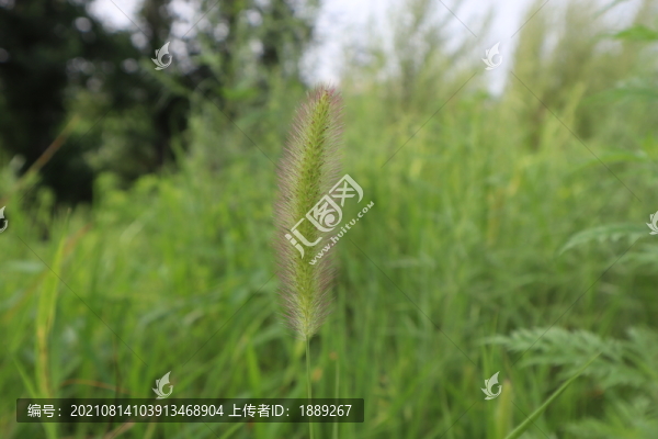 狗尾草
