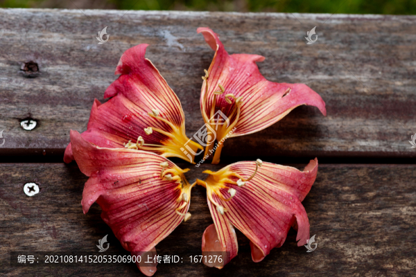 花瓣花蕊
