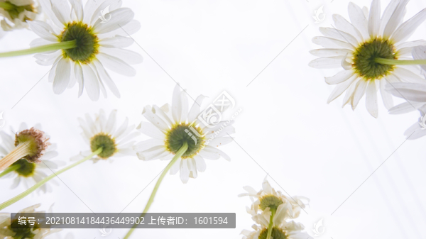 小清新