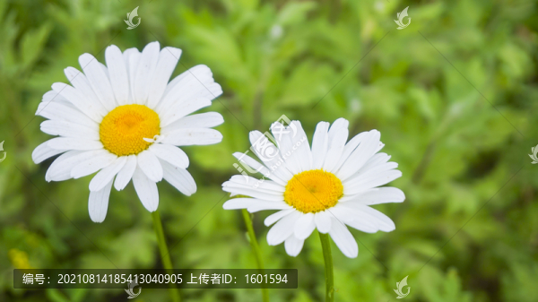 雛菊