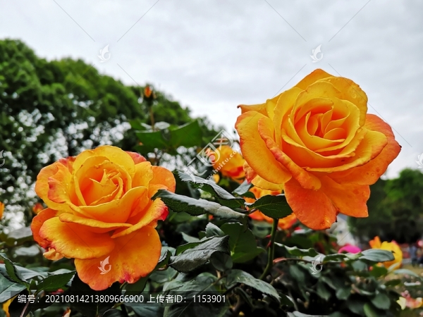 月季花