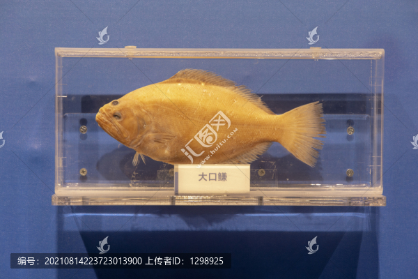 大口鳒標(biāo)本