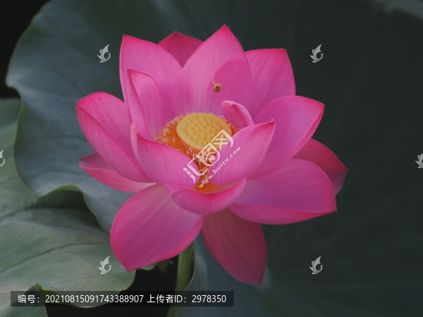 荷花夏日荷花