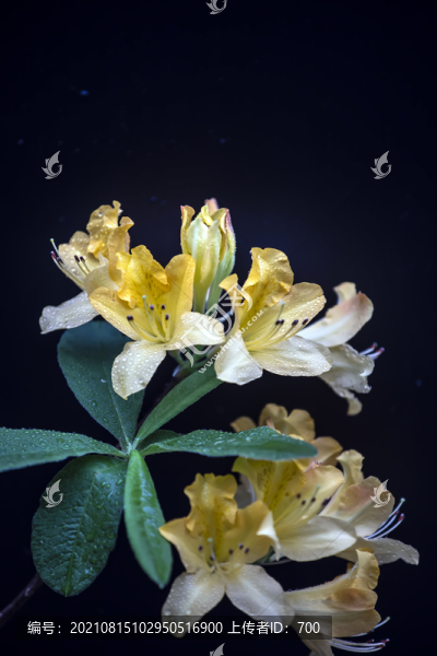 黃色杜鵑花