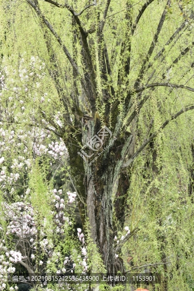 柳樹