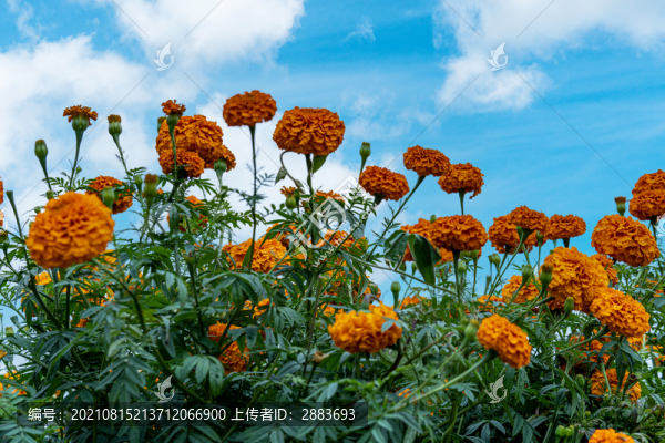 萬(wàn)壽菊