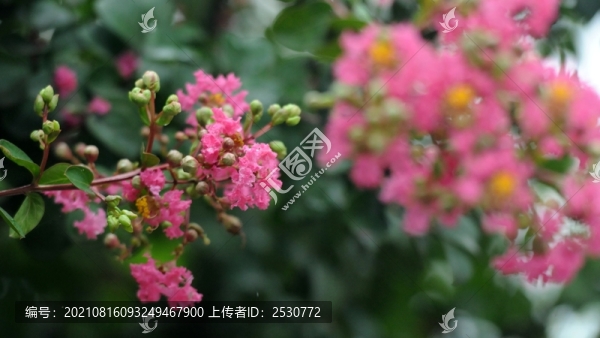 紫薇