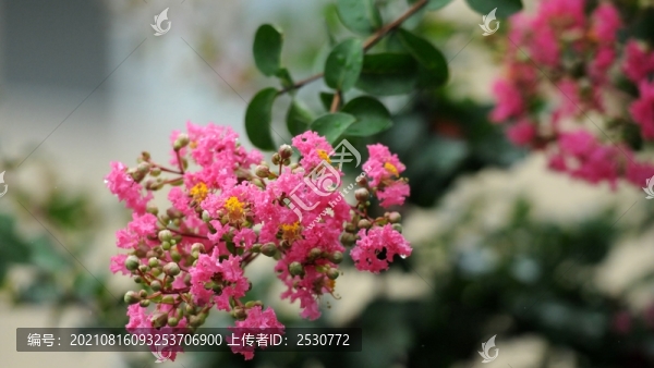 紫薇