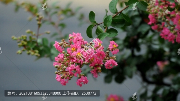 紫薇