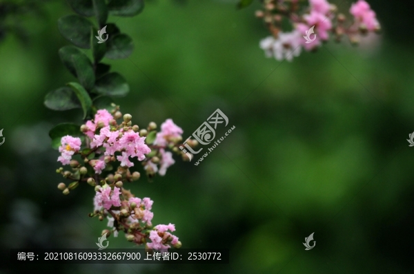 紫薇