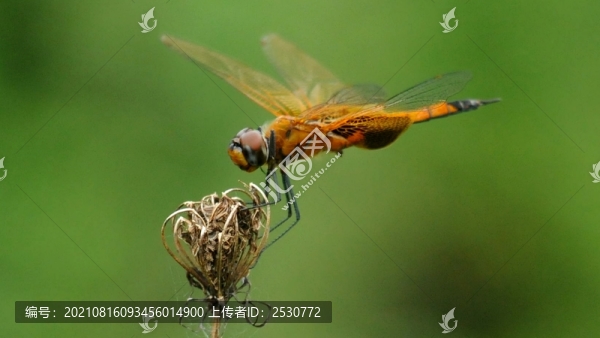 蜻蜓