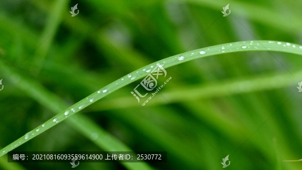 小草