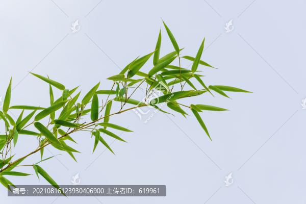 竹葉
