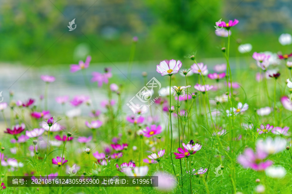 格?；ㄎ缊D片