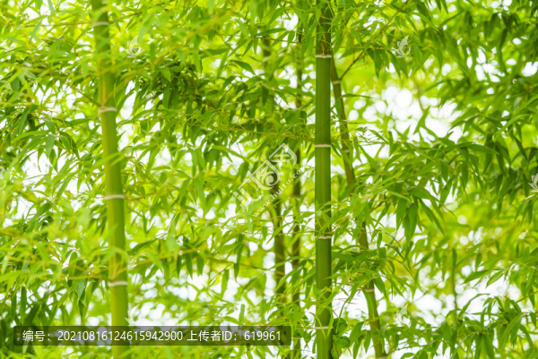 唯美竹子