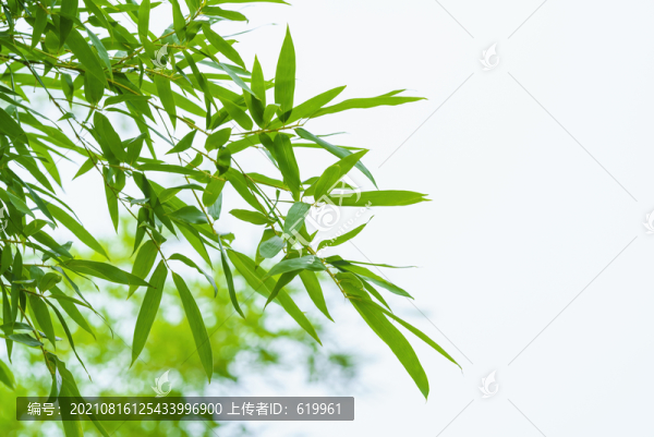 翠竹
