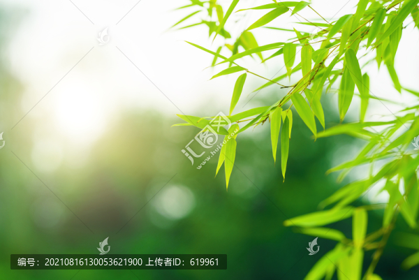 竹葉