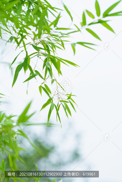 竹葉