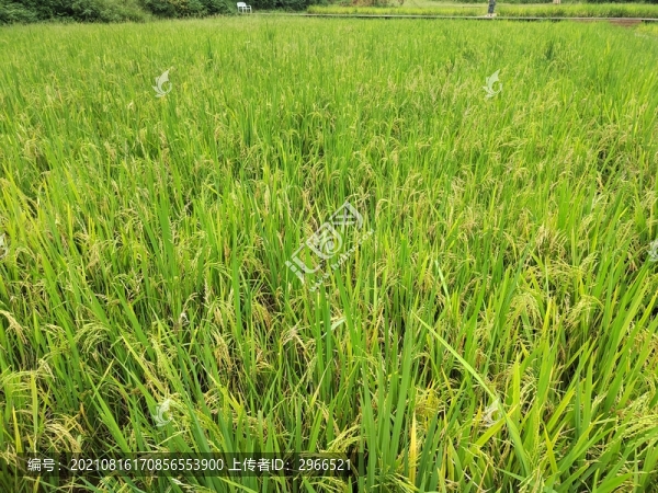 一望無際的稻田