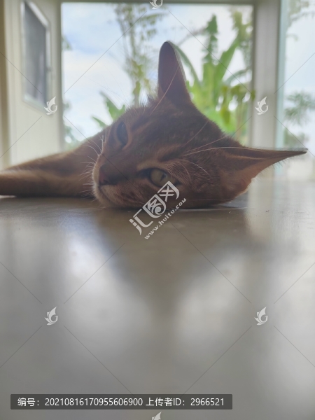 想要睡覺的貓