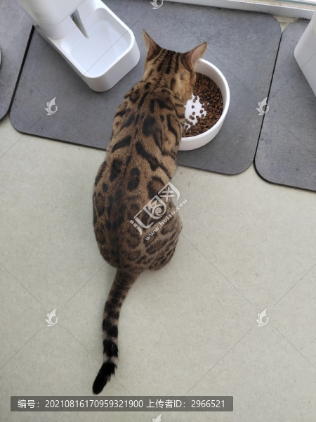 孟加拉豹貓