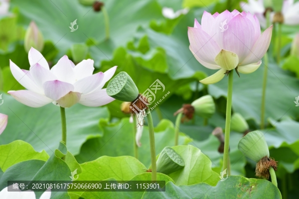 荷花
