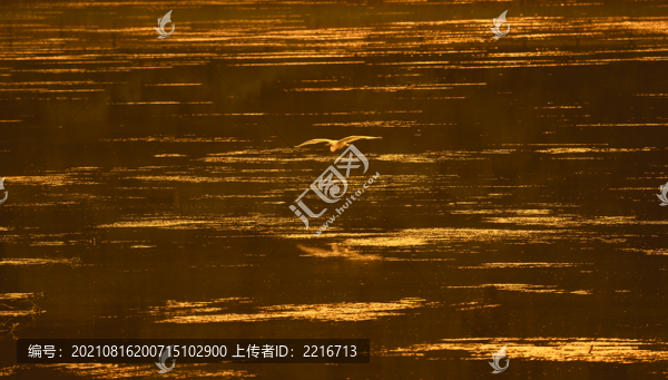 白鷺