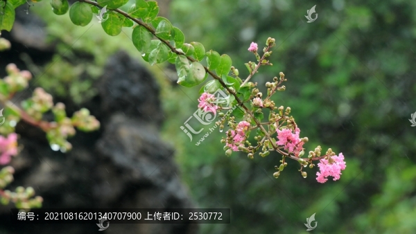 紫薇