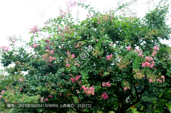 紫薇