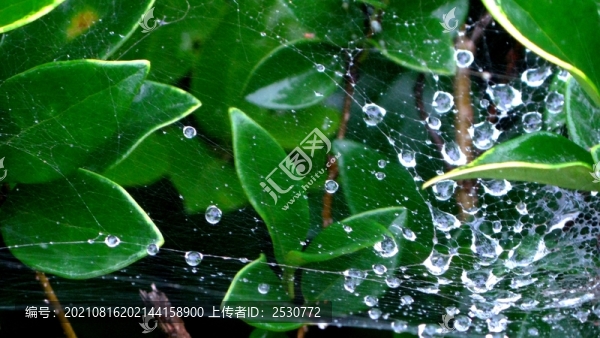 蛛網(wǎng)