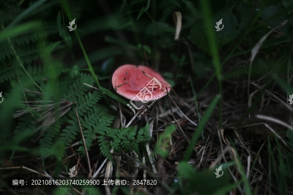 紅蘑菇紅傘傘白桿桿