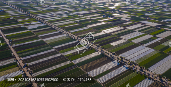 蔬菜生產(chǎn)基地