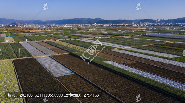 蔬菜生產(chǎn)基地