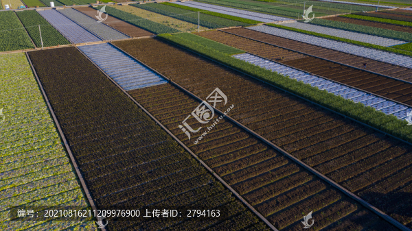 蔬菜生產(chǎn)基地