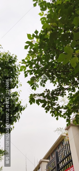 仰望樹葉天空