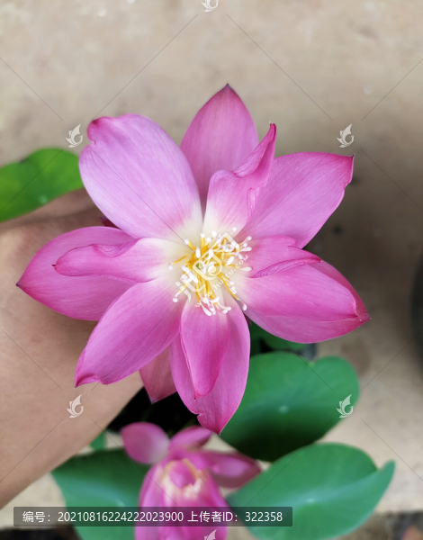 碗蓮