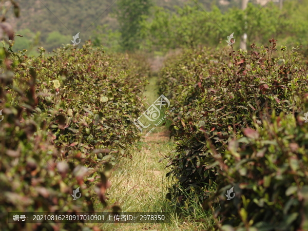 茶園原生態(tài)茶園