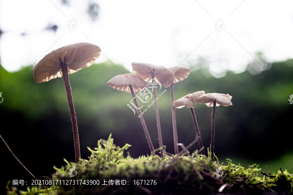 清新小蘑菇