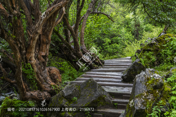 沖古寺林間小道