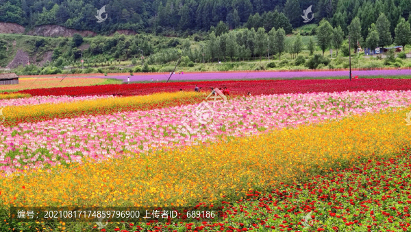 花海