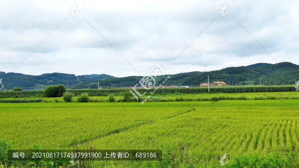 稻田