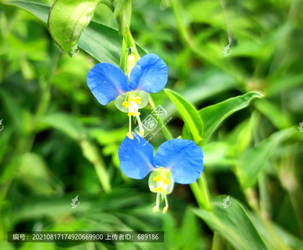 野花