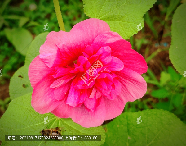 芍藥花