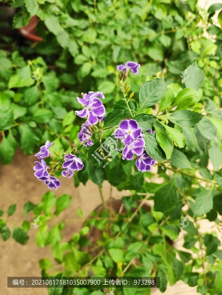 假連翹