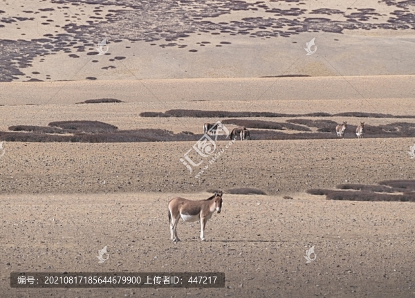 西藏野驢