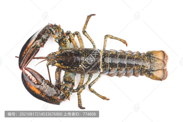 波斯頓龍蝦