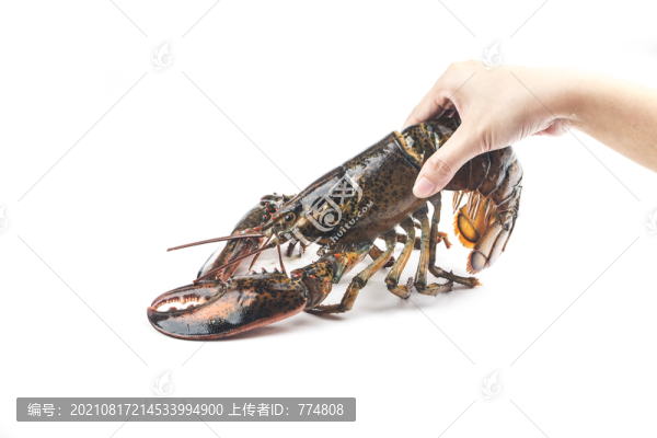 澳洲大龍蝦