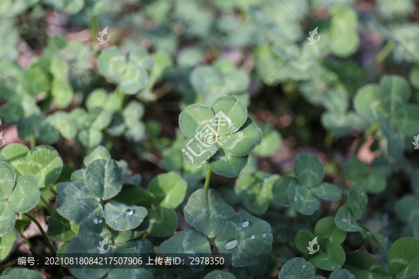 三葉草幸運(yùn)草五葉草