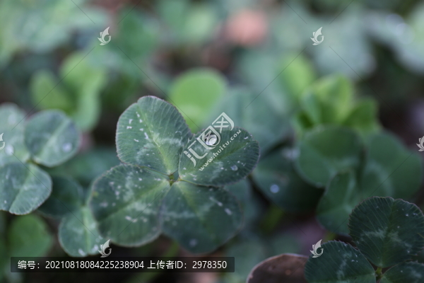 三葉草幸運草四葉草